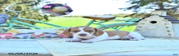 Miniature Dachshund dogs for sale: Patrick - Ad 1