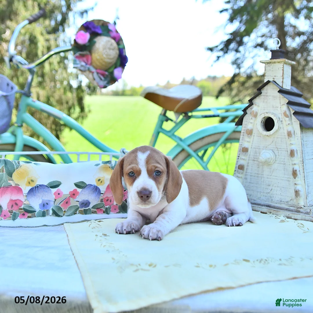 Miniature Dachshund dogs for sale: Patrick - Ad 1