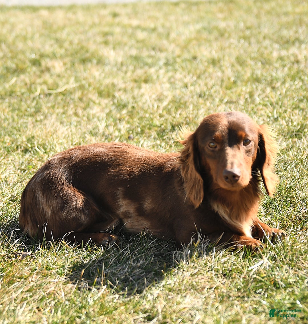 Miniature Dachshund dogs for sale: Millie - Ad 7