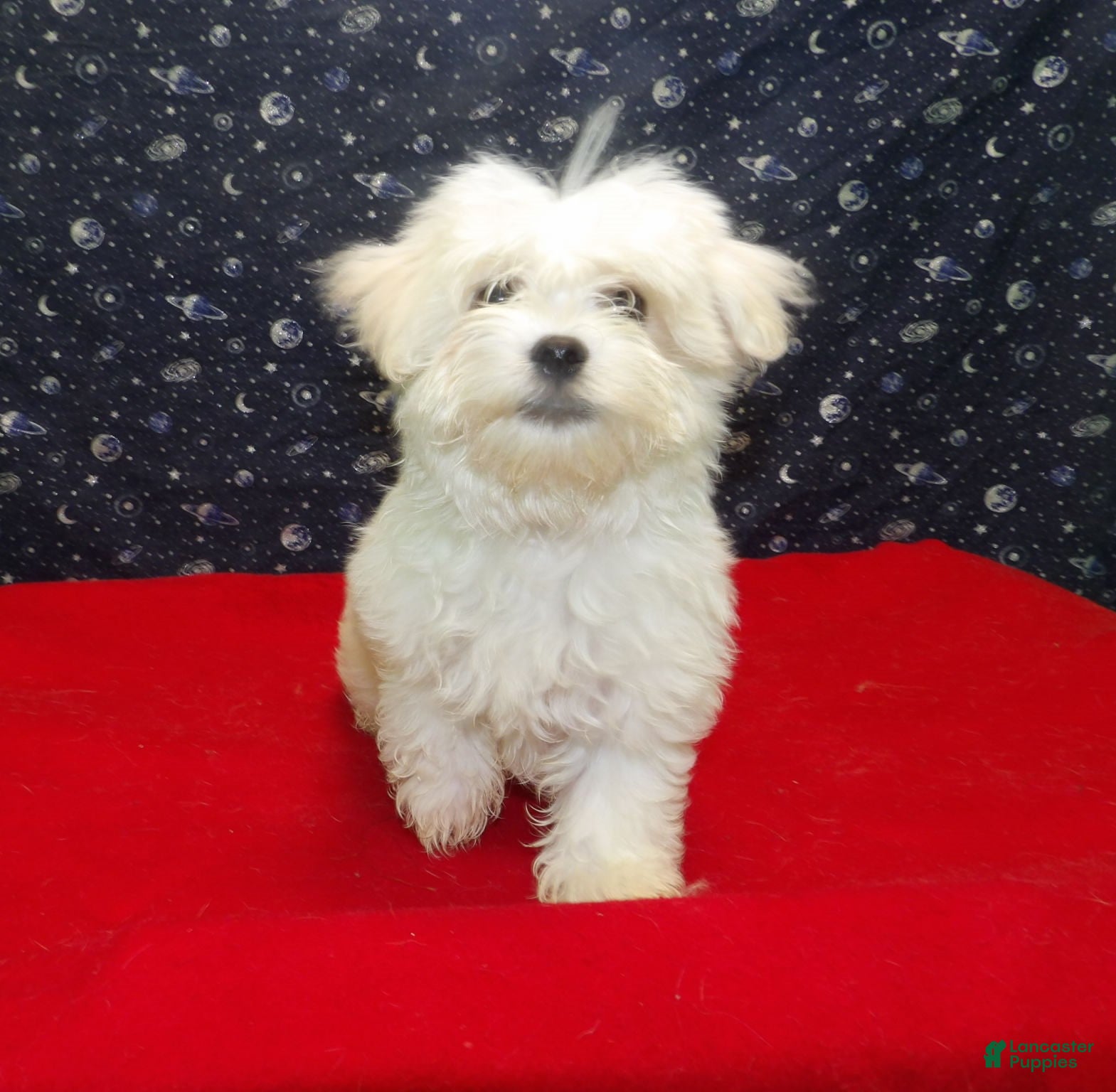 Maltese dogs Myla - Ad 8