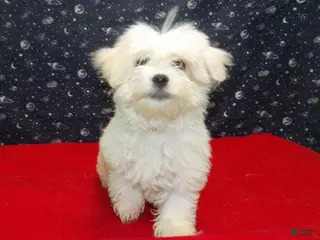 Maltese dogs Myla - Ad 8