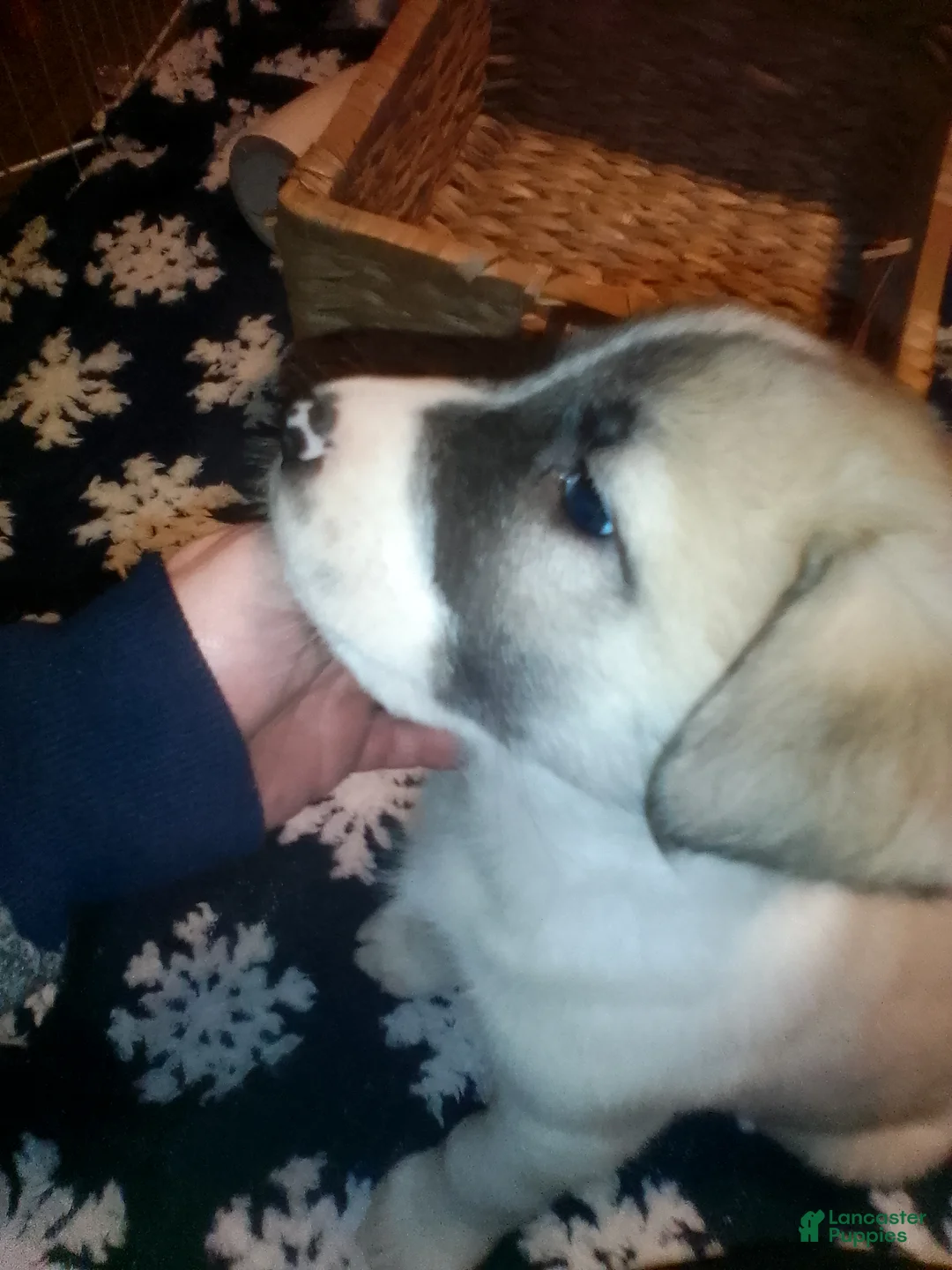 Mixed Breed dogs for sale: BABY JOJO  - Ad 19