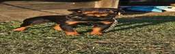 Rottweiler dogs for stud: Rolo  - Ad 2