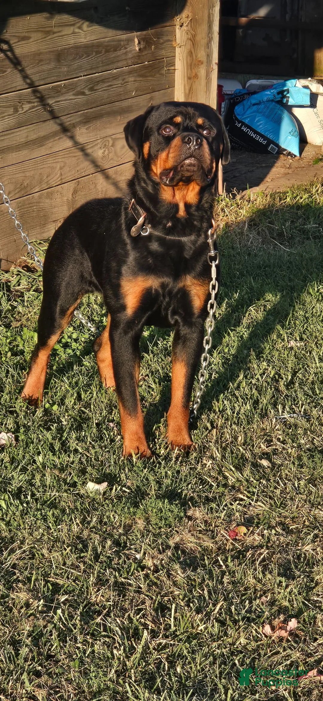 Rottweiler dogs for stud: Rolo  - Ad 2
