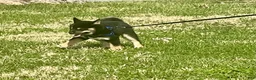 Shiba Inu dogs for sale: Suki - Ad 4