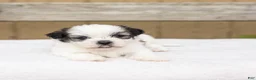 Teddy Bear dogs for sale: Lilac - Ad 4