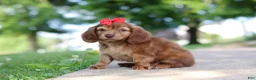 Miniature Dachshund dogs for sale: Sacajawea - Ad 3