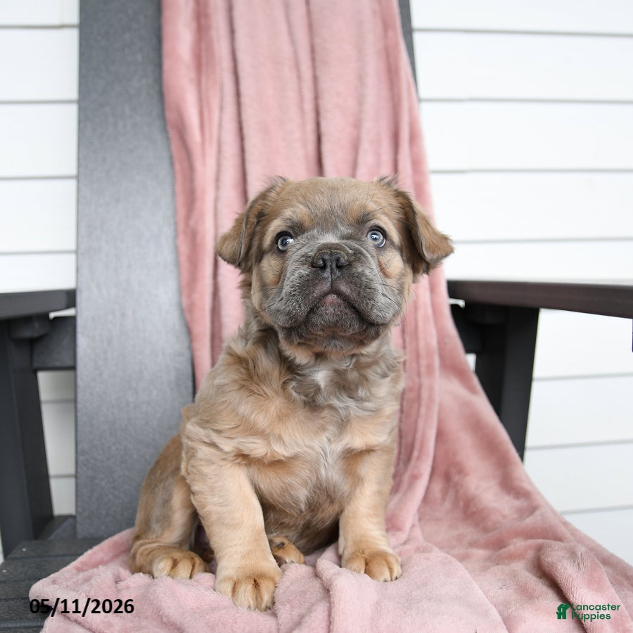 French Bulldog dogs Trouper - Ad 1