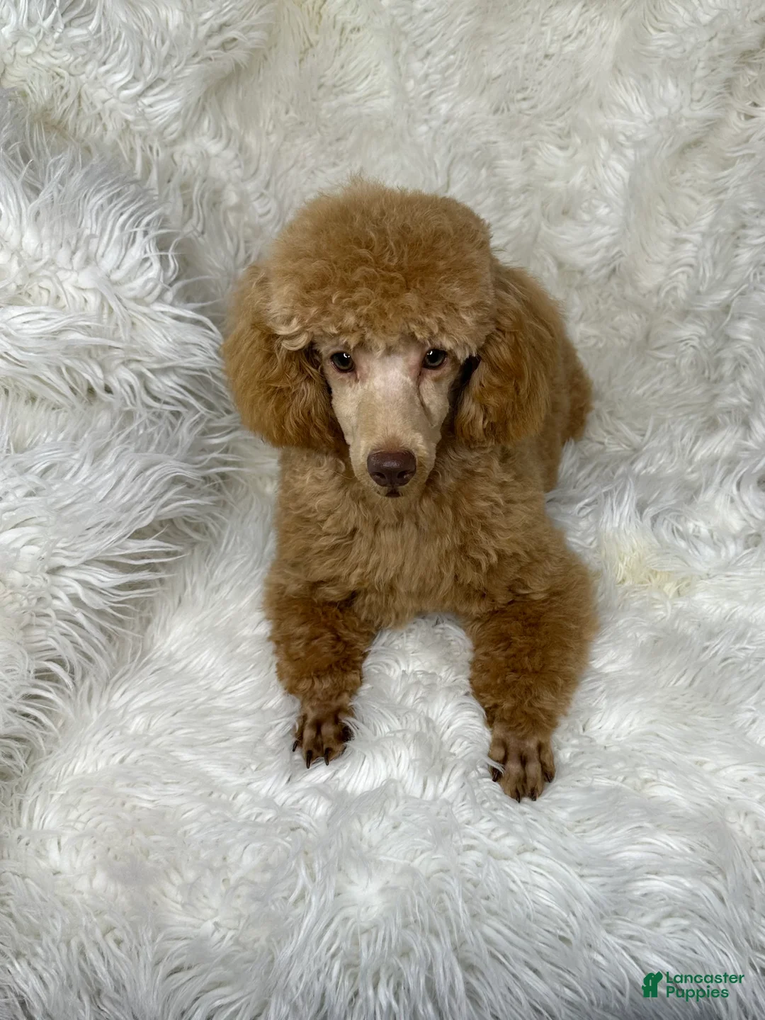 Toy Poodle dogs for sale: Yogi - Ad 5