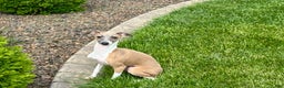 Italian Greyhound dogs for sale: Gerald - Ad 11