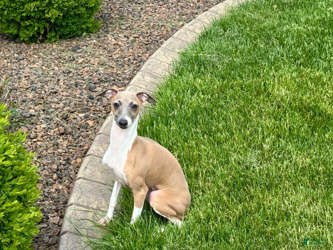 Italian Greyhound dogs for sale: Gerald - Ad 11