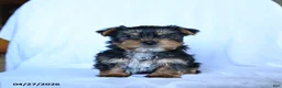 Yorkshire Terrier dogs for sale: Jake - Ad 1