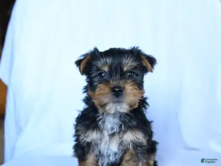 Yorkshire Terrier dogs for sale: Jake - Ad 3