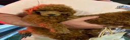 Toy Poodle dogs for sale: Toy Poodle 1 - Ad 3