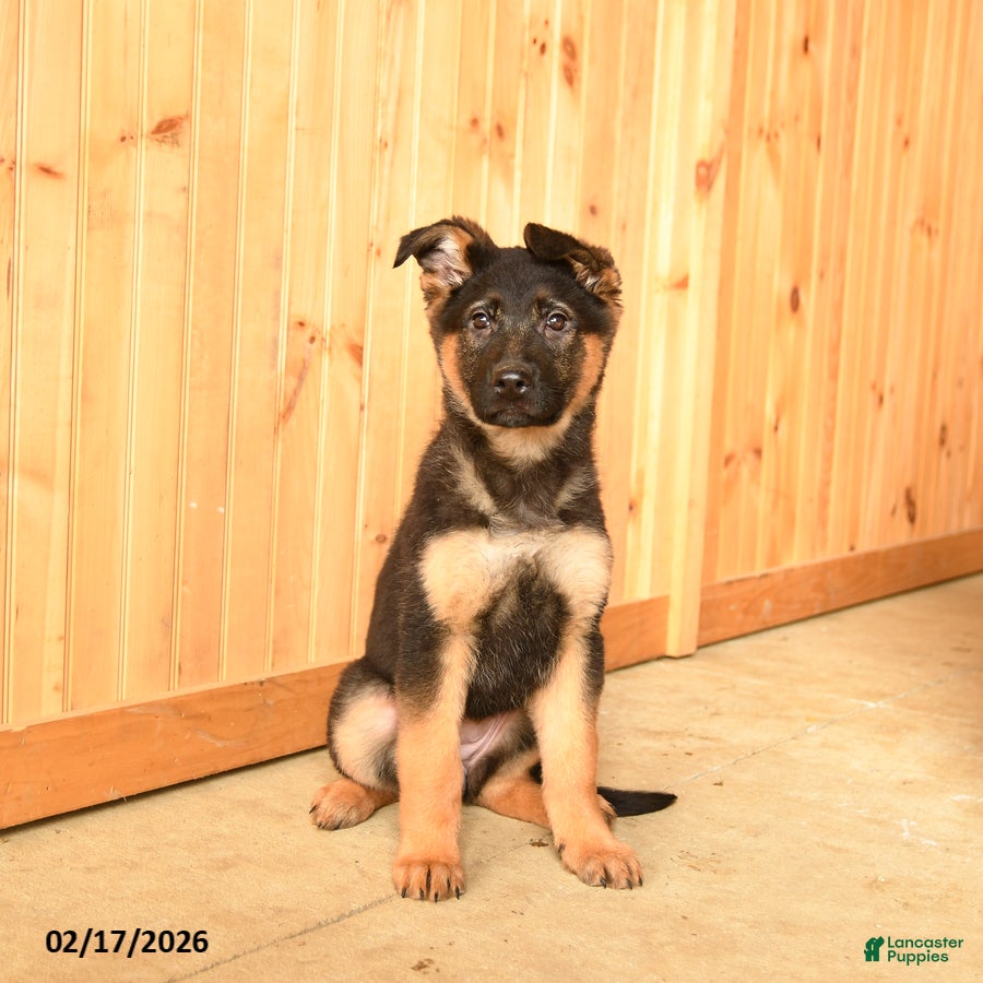 German Shepherd dogs Jessica - Ad 2