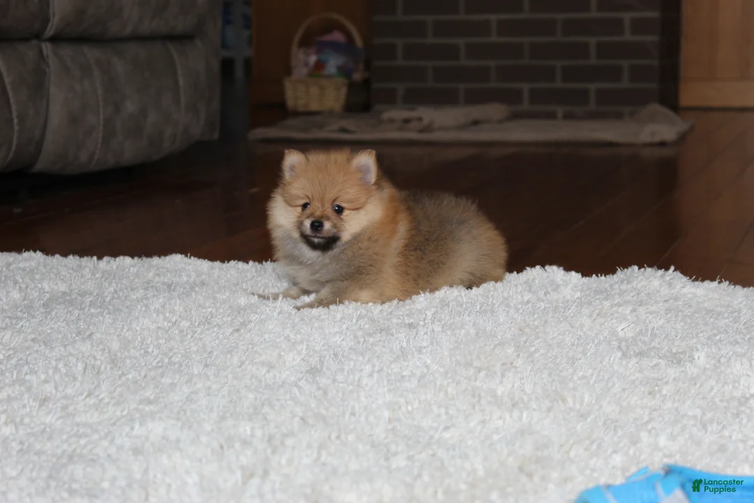 Pomeranian dogs for sale: Kody - Ad 6