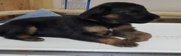 German Shepherd dogs for sale: Pinky - Ad 6