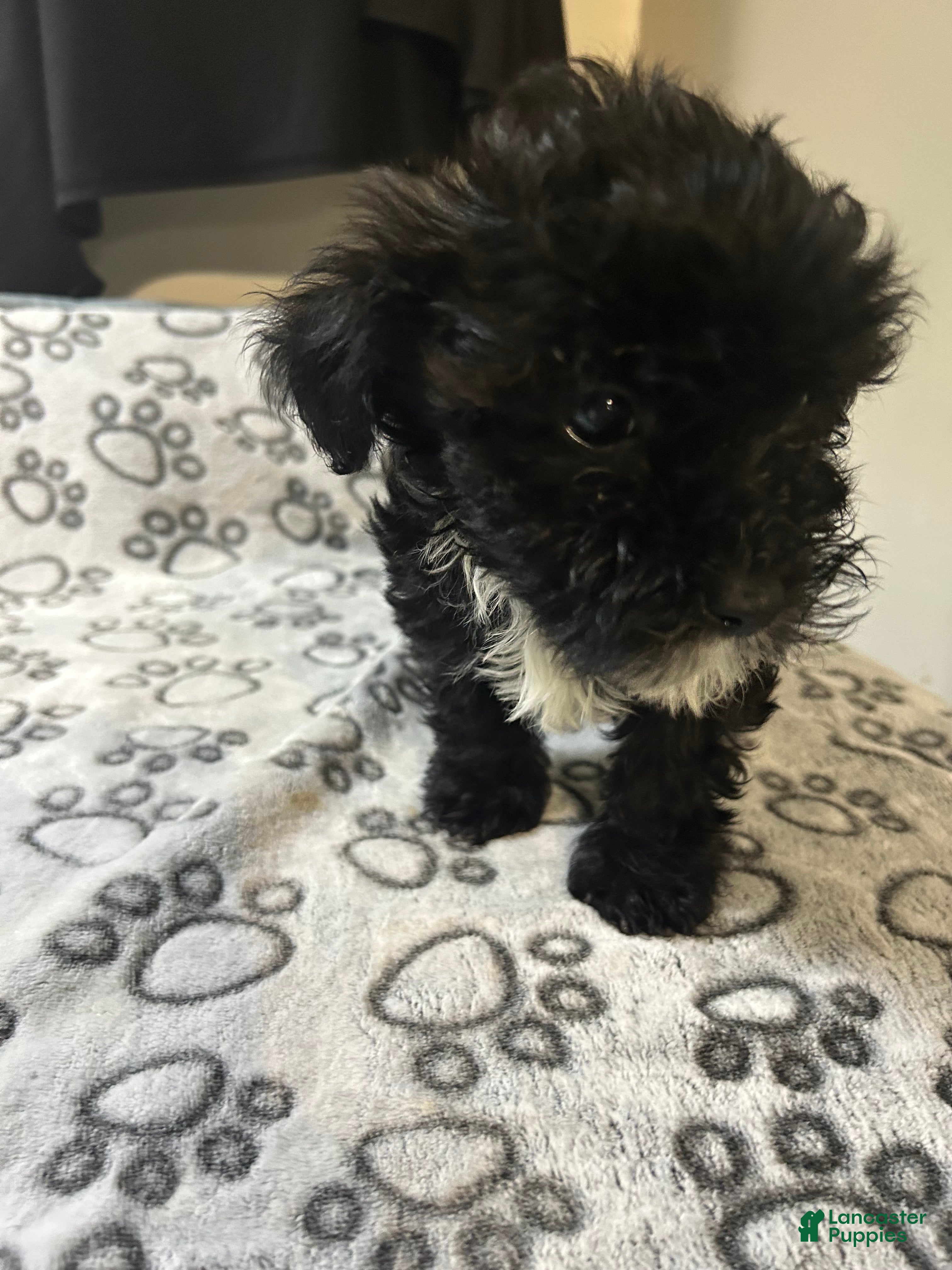Yorkiepoo dogs Yorkiepoo Puppy 1 - Ad 2