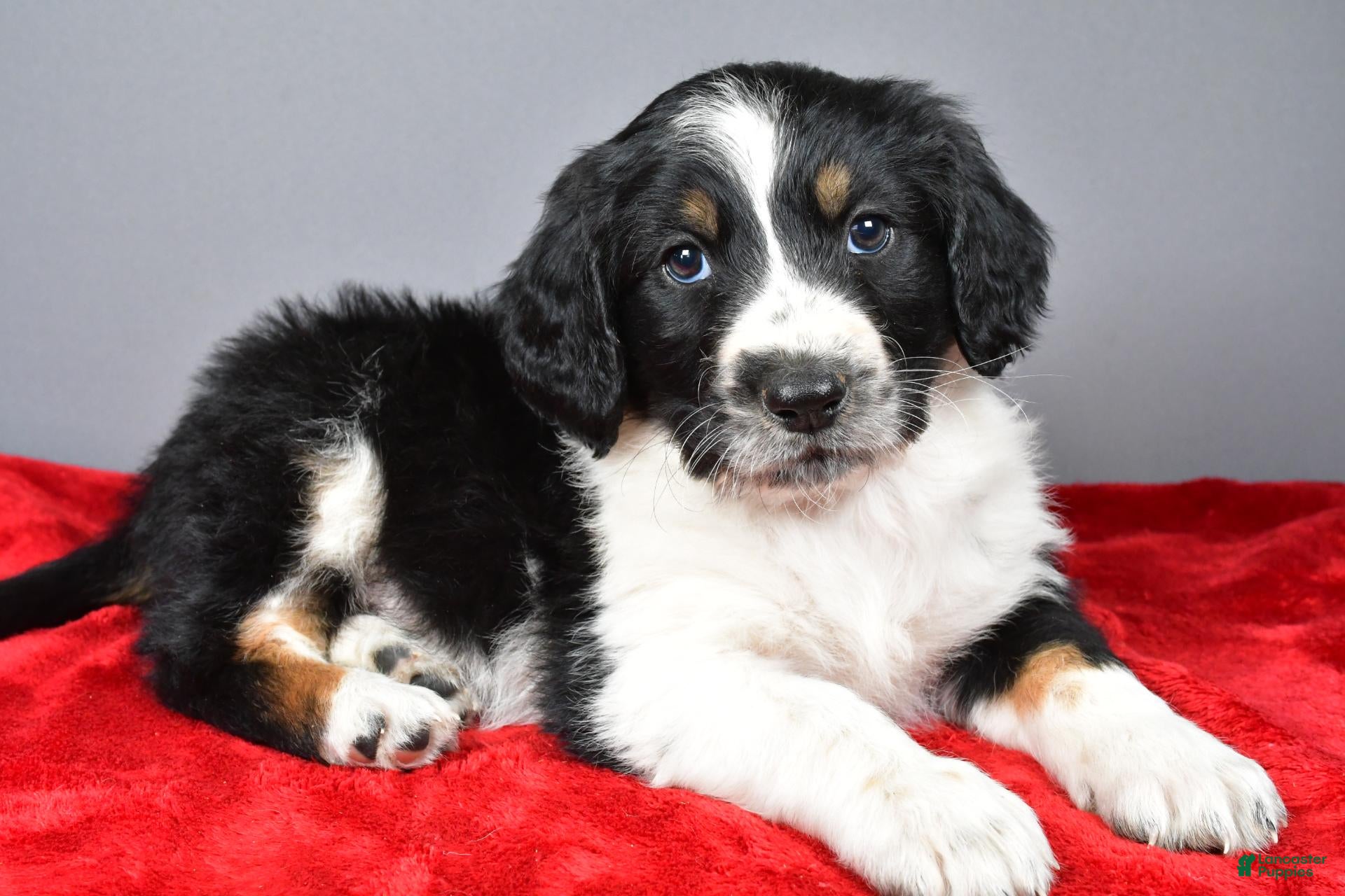 Aussiedoodle dogs for sale: Cody - Ad 1