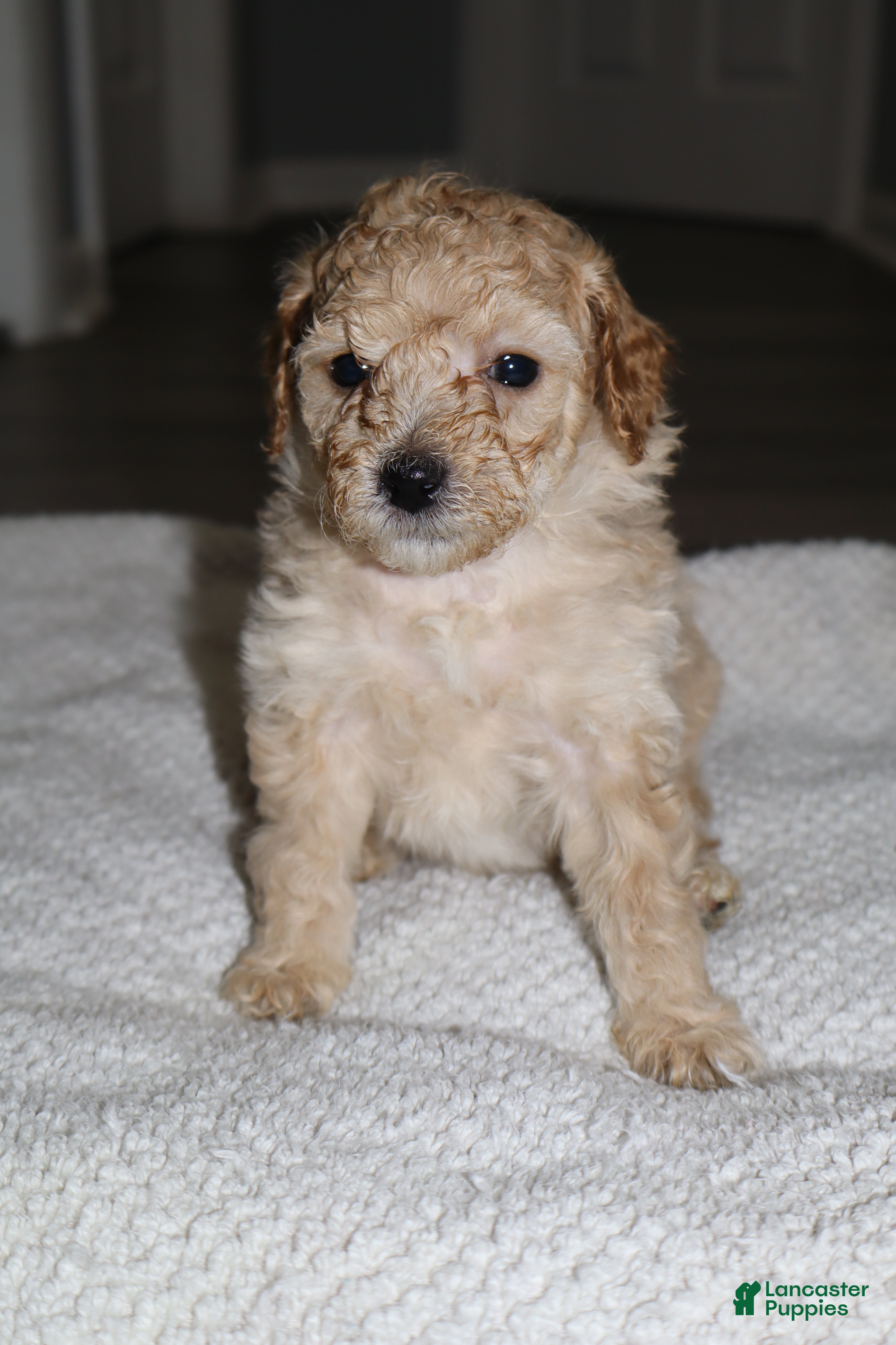 Miniature Poodle dogs for sale: Miniature Poodle Puppy 1 - Ad 4