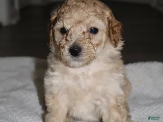 Miniature Poodle dogs Miniature Poodle Puppy 1 - Ad 6