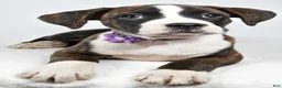 Boxer dogs for sale: Rose Boxer mix - Ad 4