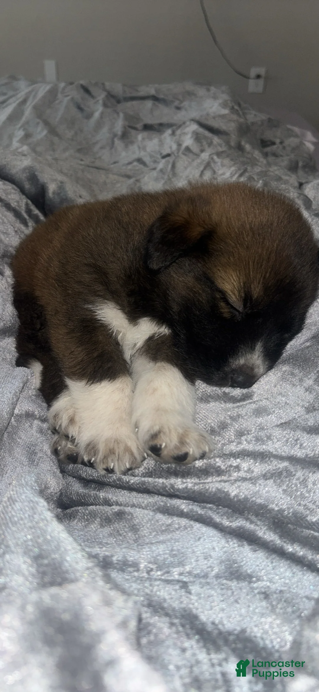 Labrador Retriever dogs for sale: Labrador Retriever Puppy 1 - Ad 2