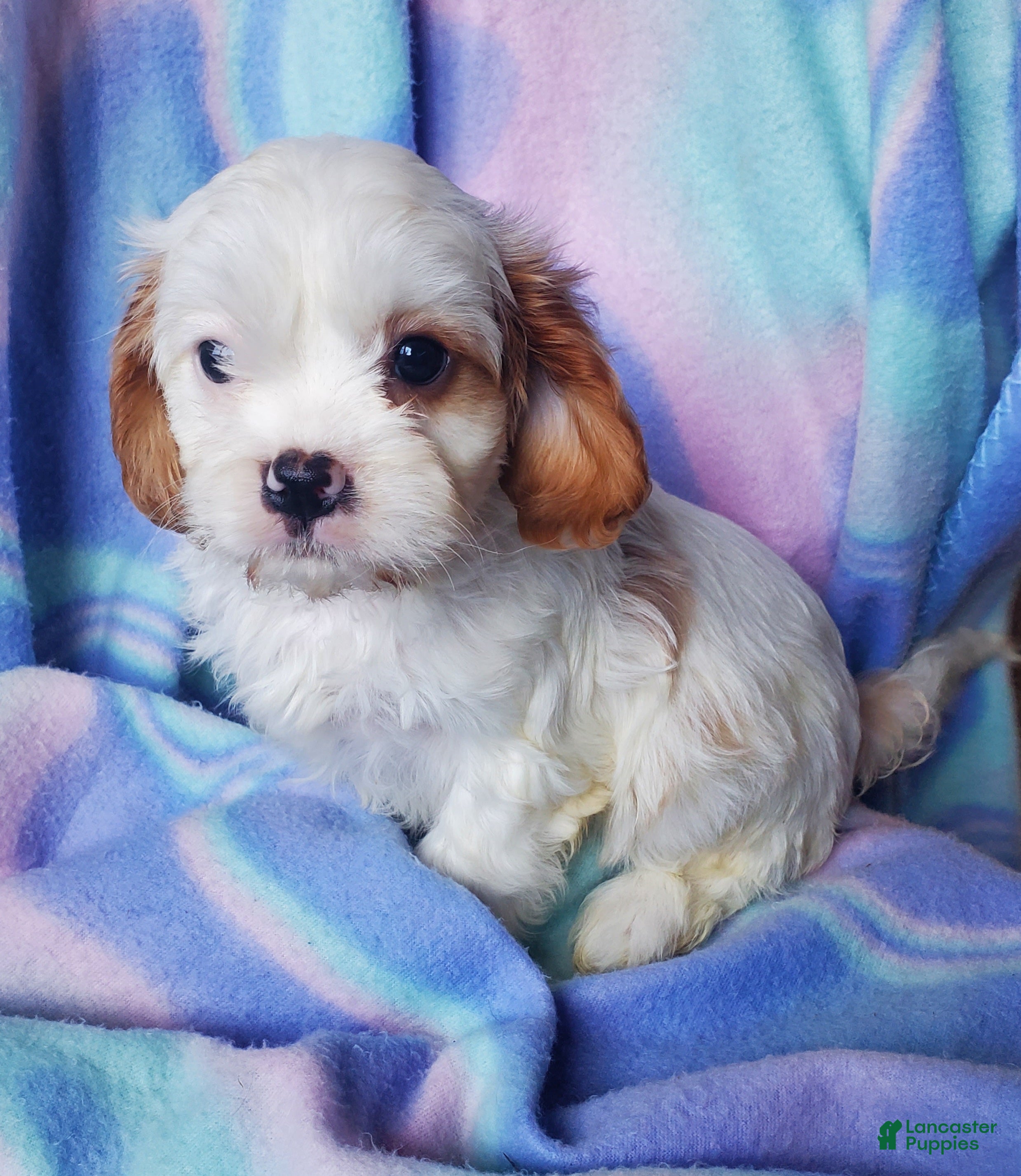Cavachon dogs Evie - Ad 2