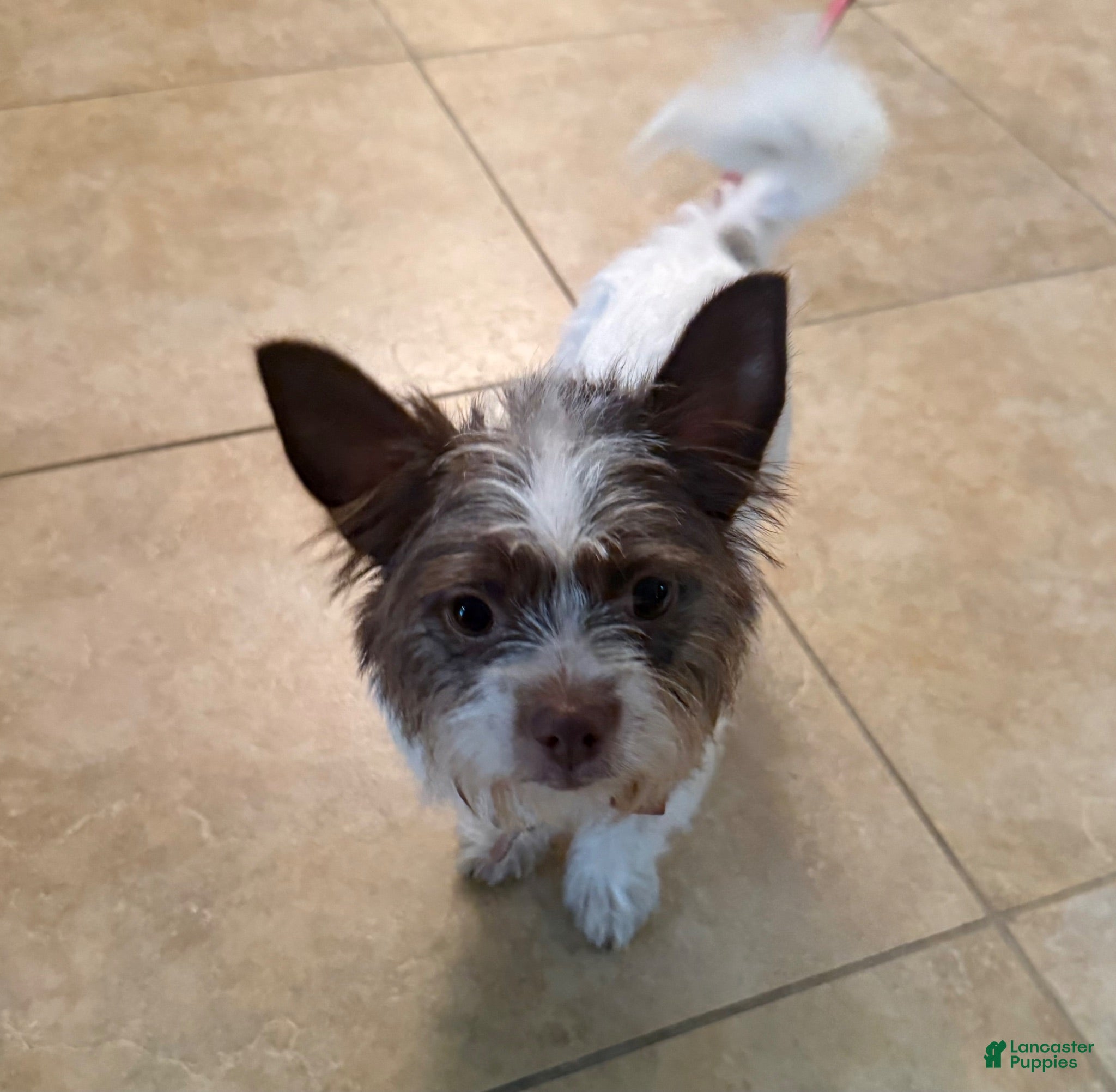 Mixed Breed dogs Stella - Ad 2