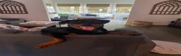Rottweiler dogs for sale: Rottweiler 1 - Ad 13