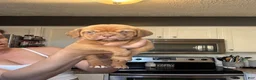 Dogue De Bordeaux dogs for sale: Dogue De Bordeaux Puppy 5 - Ad 16