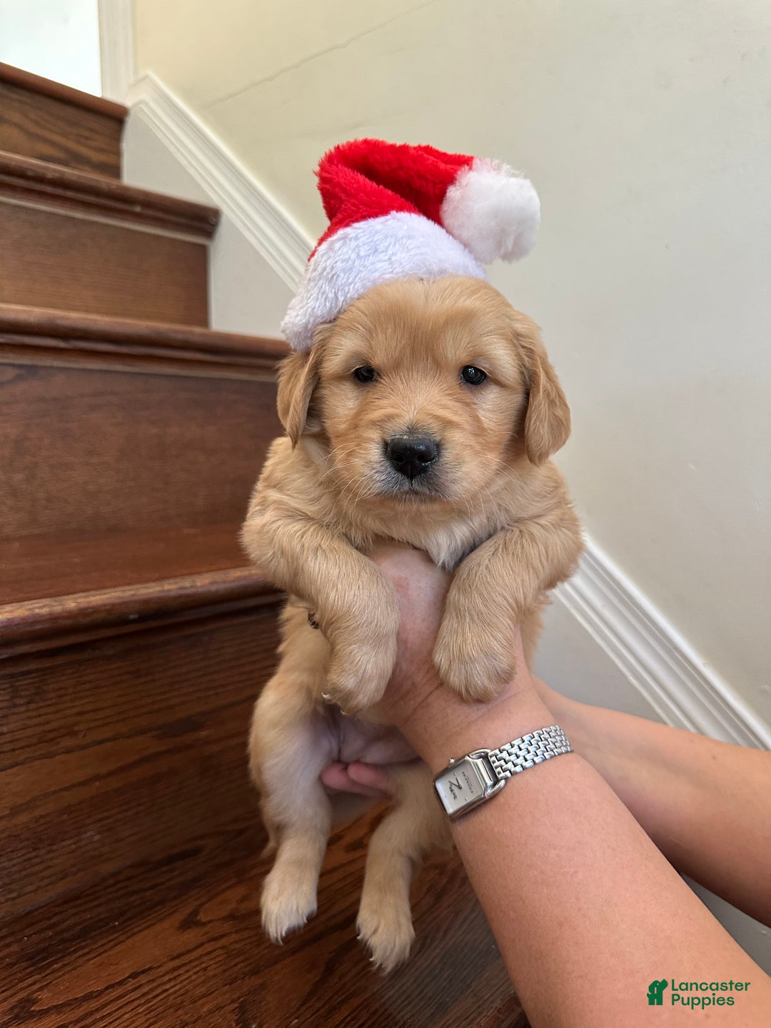 Golden Retriever dogs for sale: Nova - Ad 2