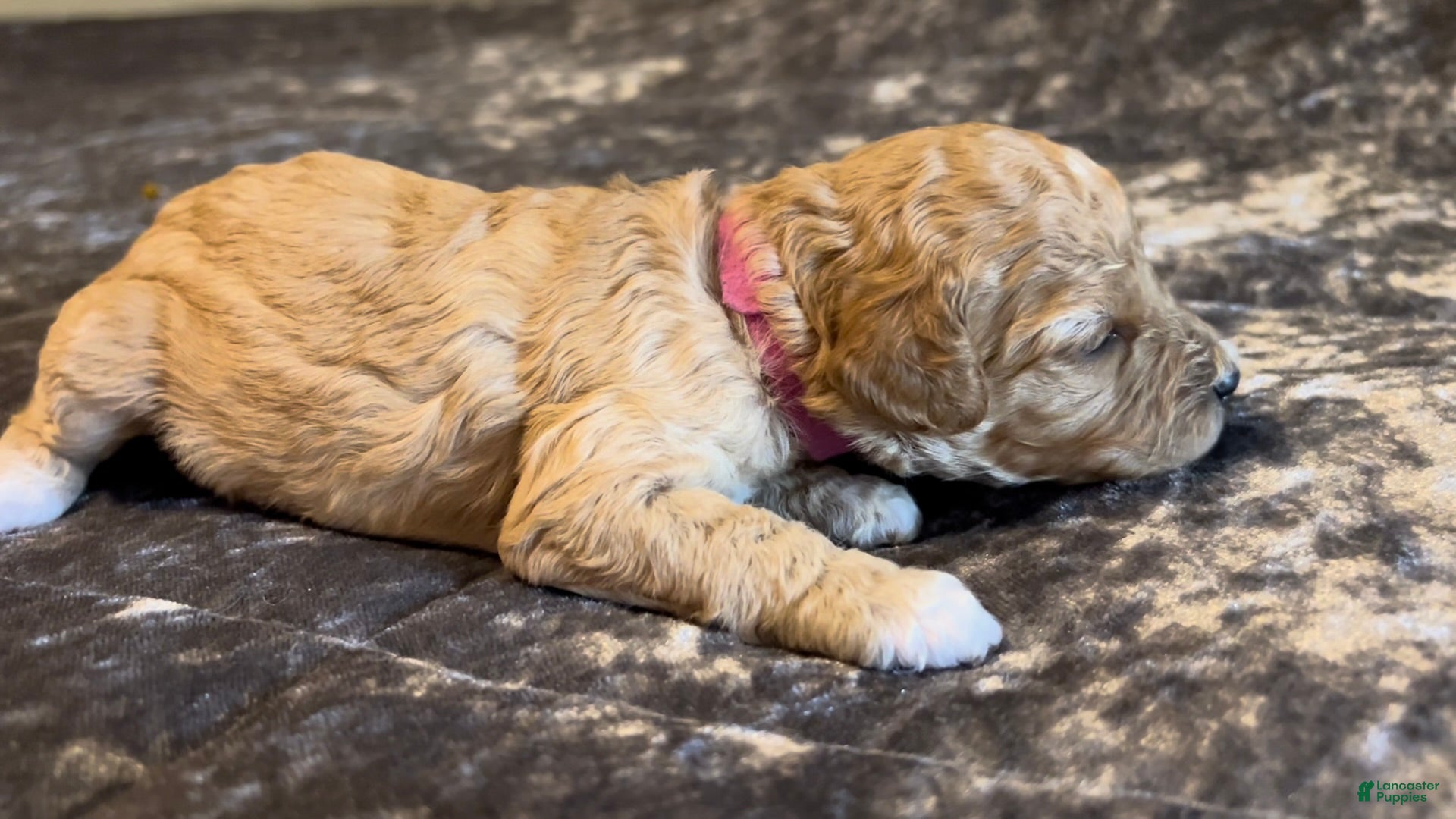 Cavapoo dogs for sale: Cavapoo 6 Hot Pink Collar - Ad 1
