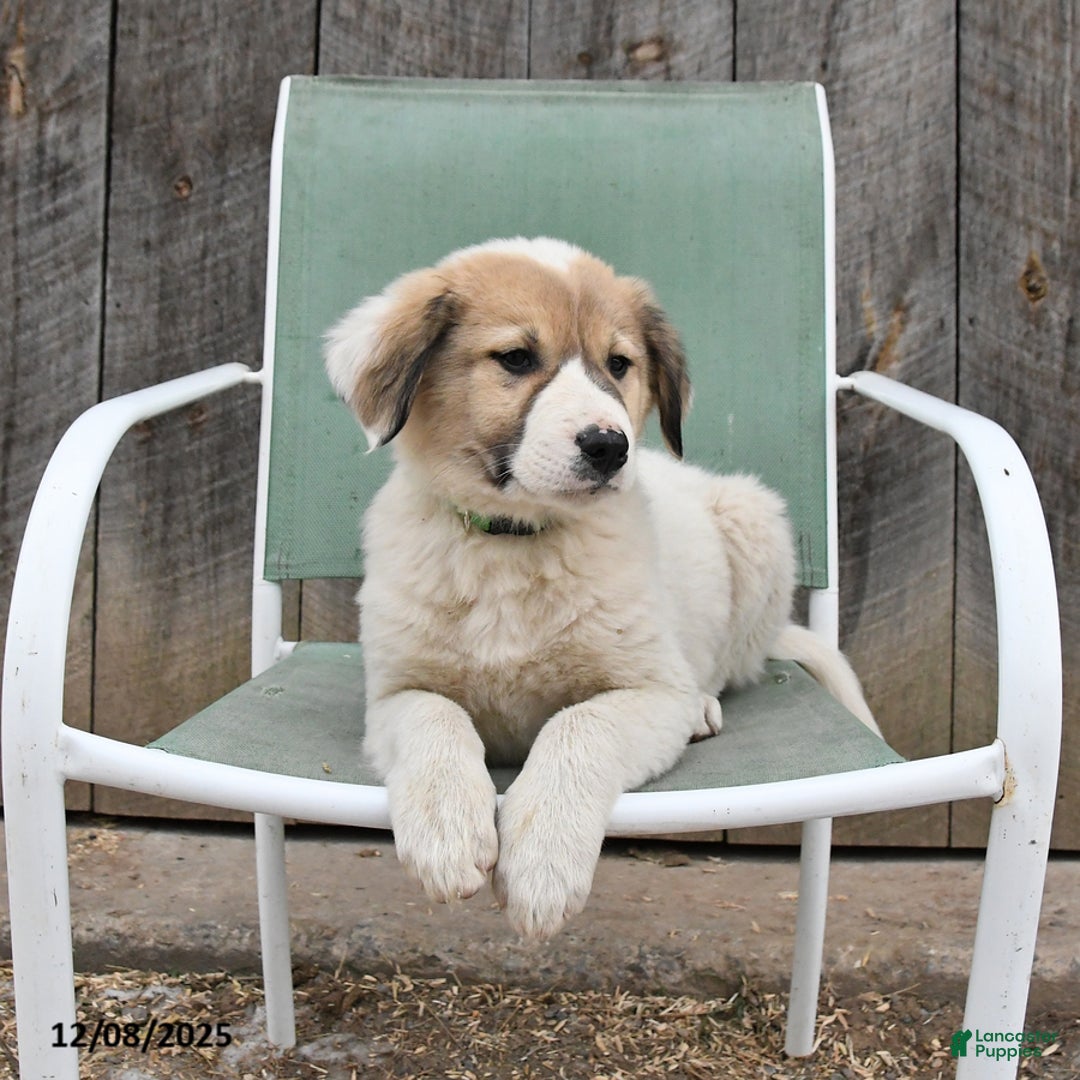 Mixed Breed dogs for sale: Birch - Ad 5