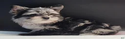 Yorkshire Terrier dogs for sale: Yorkshire Terrier 2 - Ad 3