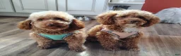 Toy Poodle dogs for sale: Snuggles Toy Poodle 1 - Ad 3