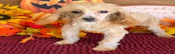 Toy Poodle dogs for sale: Stella - Ad 2