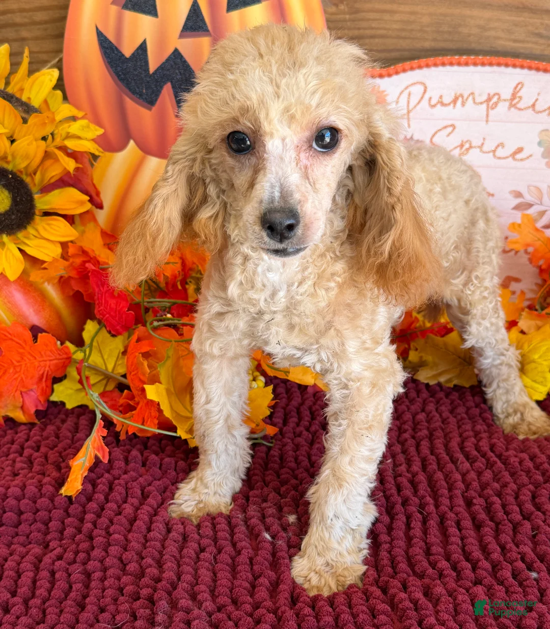 Toy Poodle dogs for sale: Stella - Ad 2