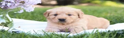 Golden Retriever dogs for sale: Golden Retriever Puppy 4 - Ad 2