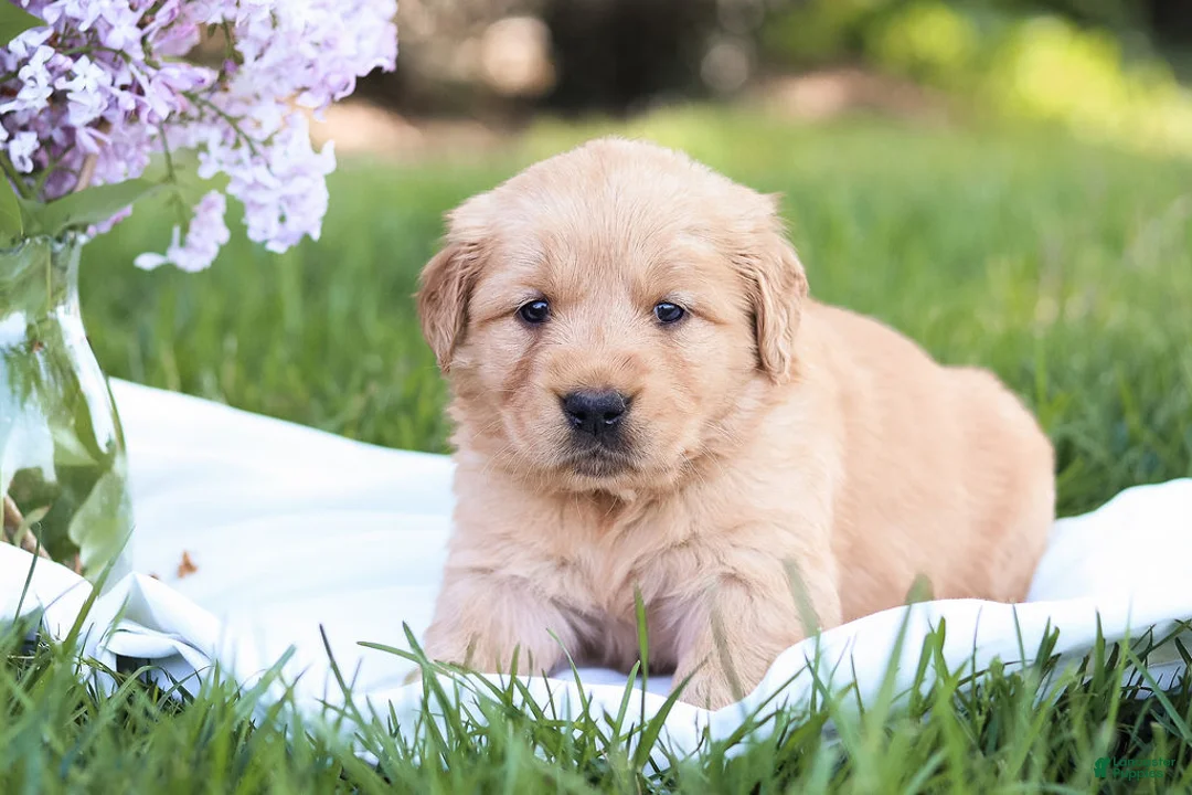 Golden Retriever dogs for sale: Golden Retriever Puppy 4 - Ad 2