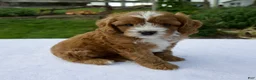 Cavapoo dogs for sale: Raven - Ad 4