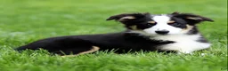 Miniature Australian Shepherd dogs for sale: Jake - Ad 2
