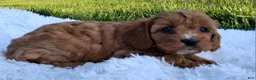 Cavapoo dogs for sale: Oakley - Ad 3