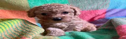 Cavapoo dogs for sale: Koda - Ad 2