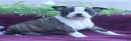 Boston Terrier dogs for sale: Mochi  - Ad 1