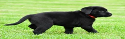 Labrador Retriever dogs for sale: Lola - Ad 7