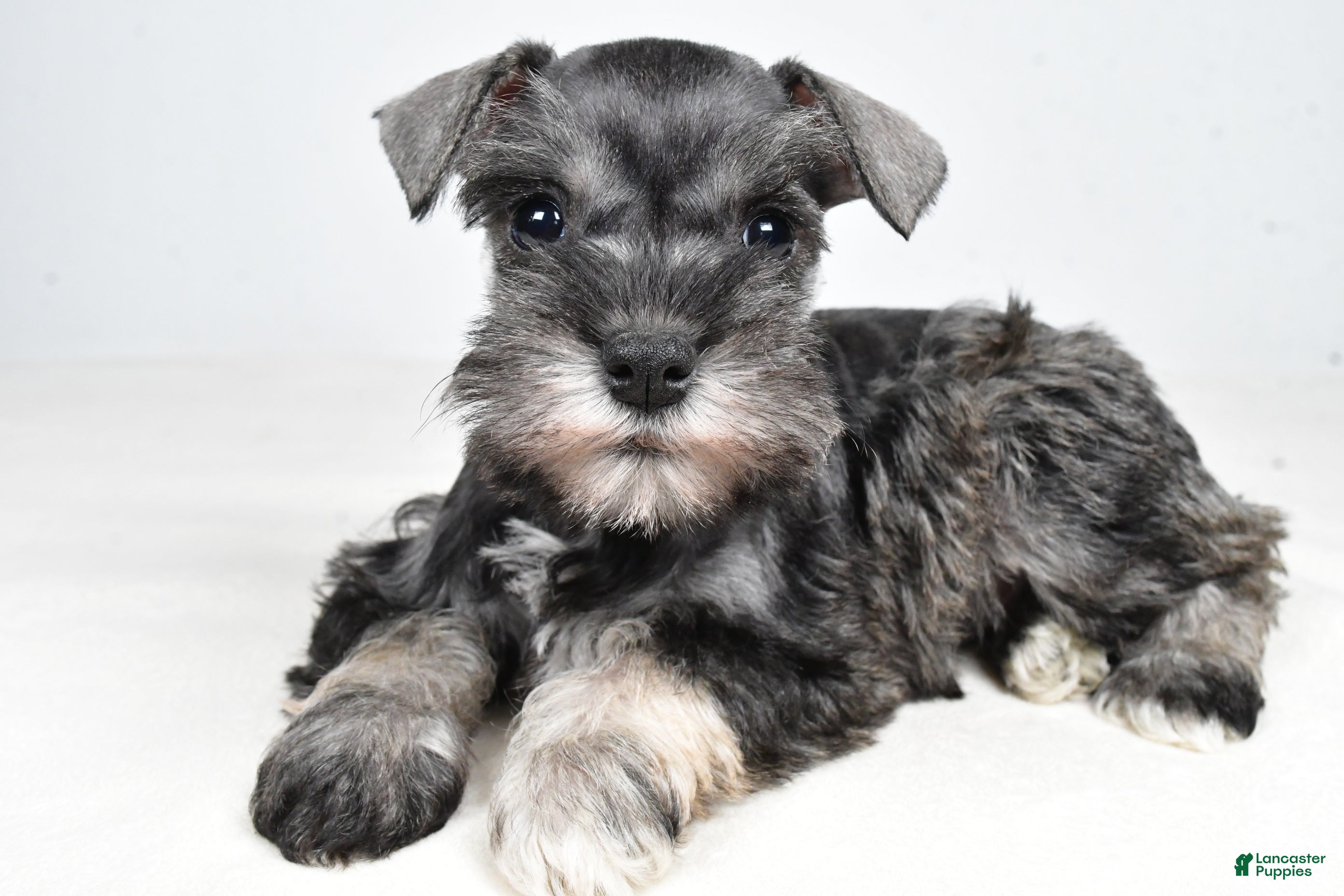 Miniature Schnauzer dogs Cindi - Ad 1