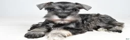 Miniature Schnauzer dogs for sale: Cindi - Ad 1