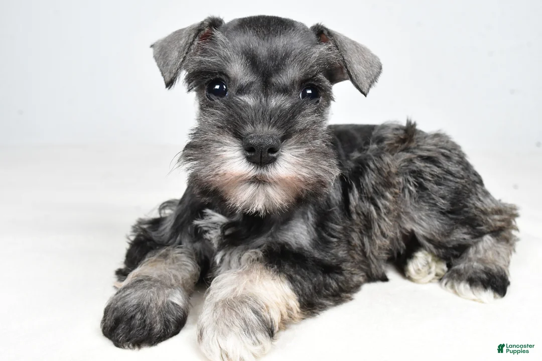 Miniature Schnauzer dogs for sale: Cindi - Ad 1
