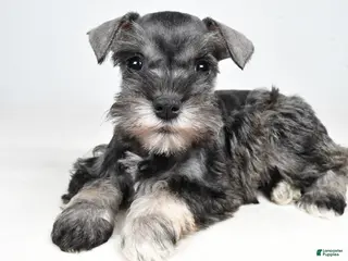 Miniature Schnauzer dogs for sale: Cindi - Ad 2